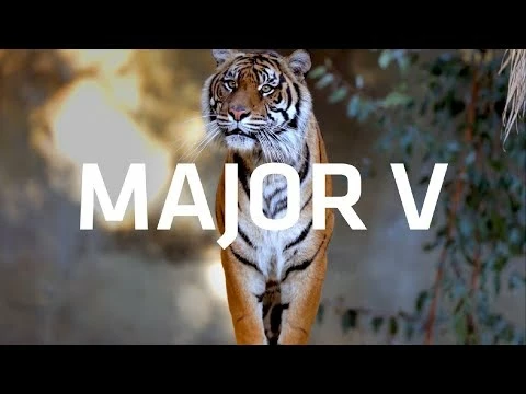 Mazzer Major V Electronic Grinder 2 Mazzer Major V Electronic Grinder - Image 2